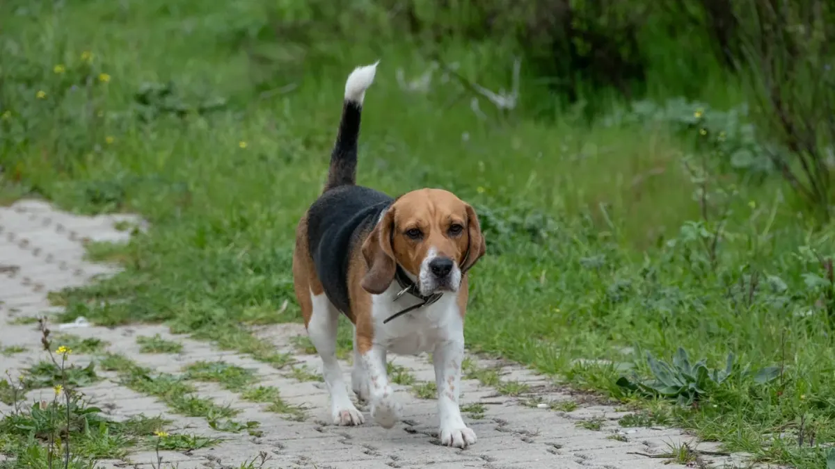 Dog on a ramp