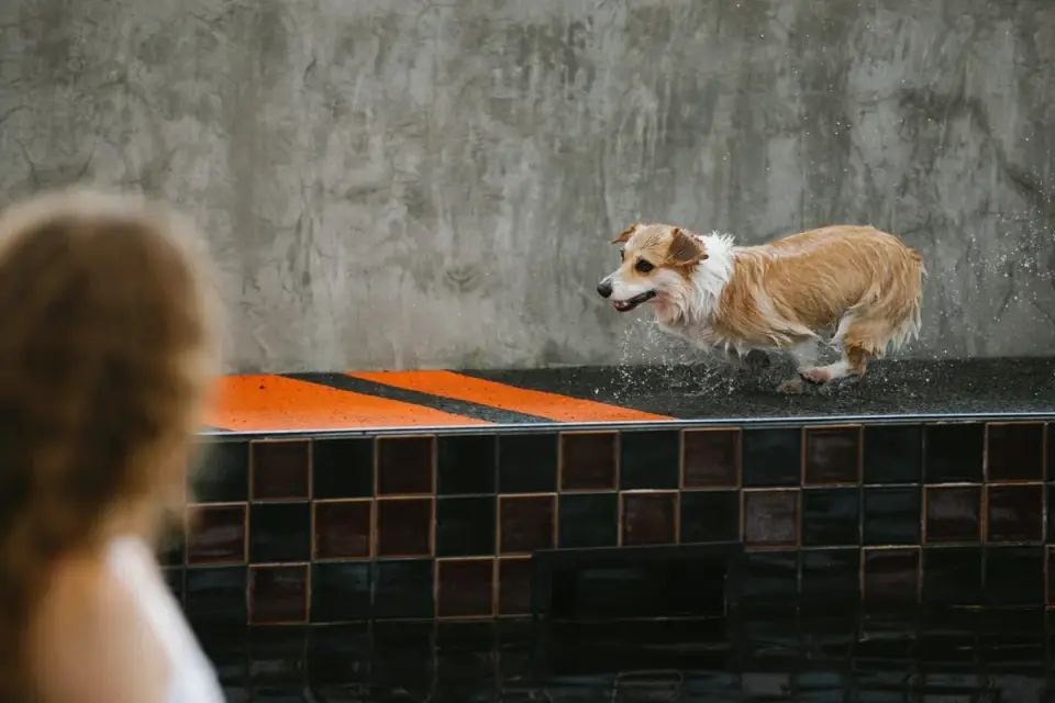 Dog on a ramp