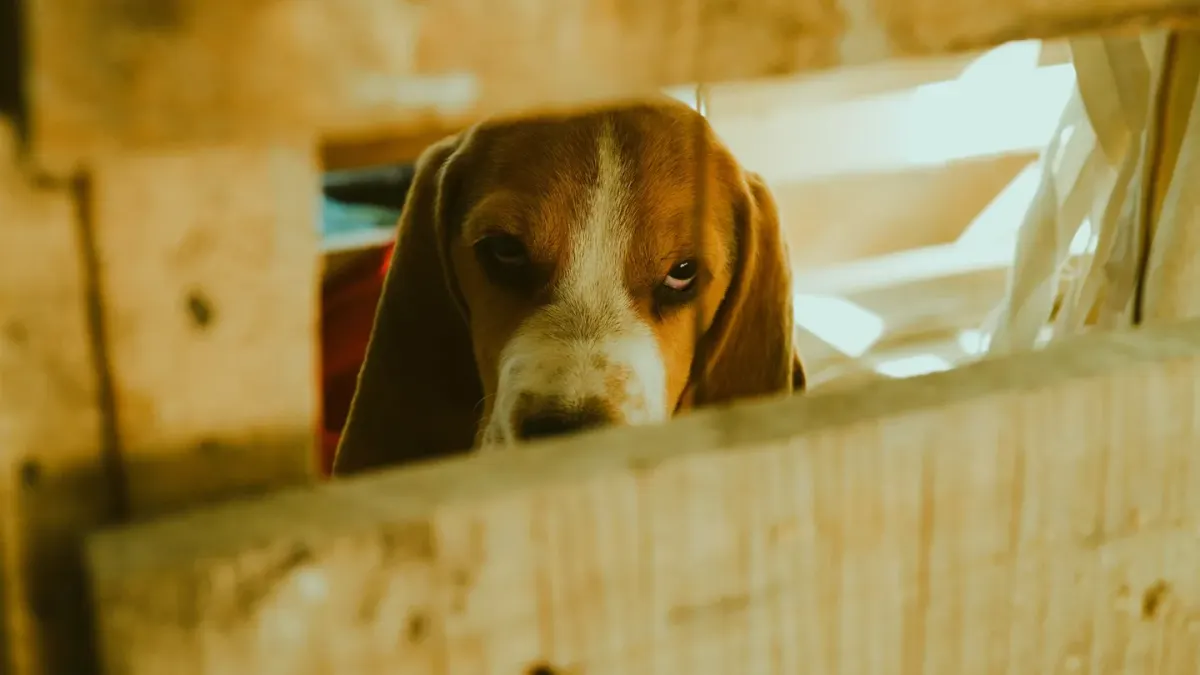 Dog on stairs