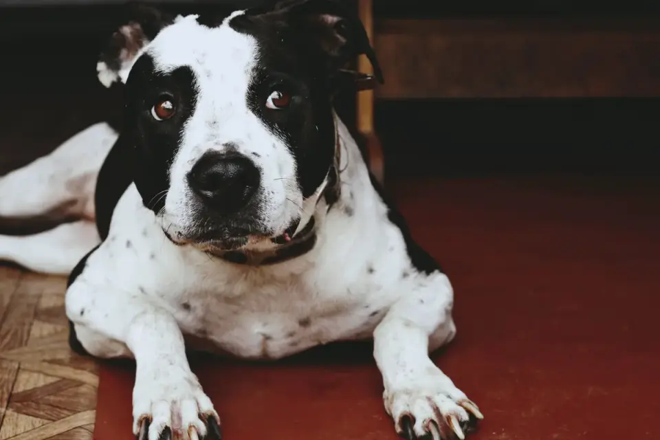 Dog resting at home