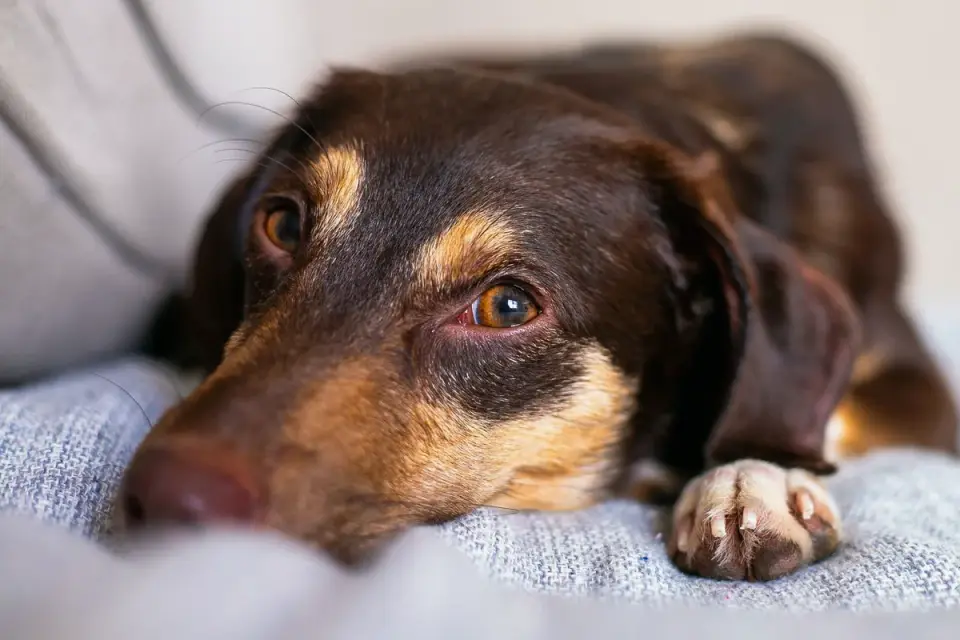 Dog resting at home