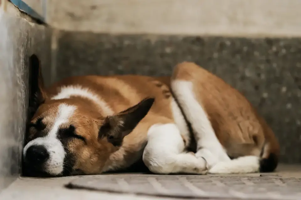 Dog standing up
