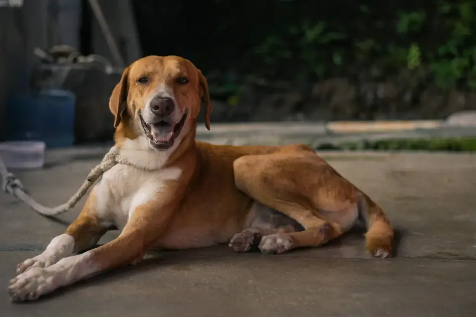 Dog standing up