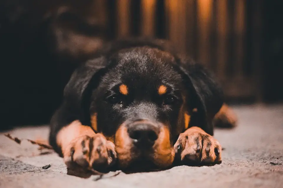 Dog standing up