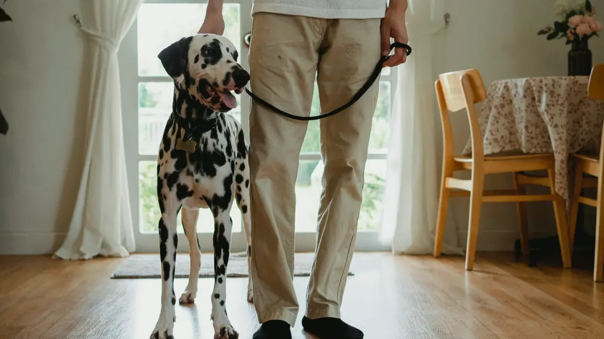 Dog walking with an owner