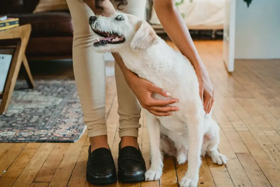 Dog walking with an owner