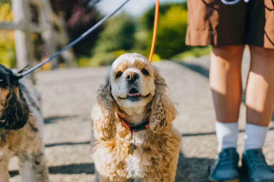 Dog walking with an owner