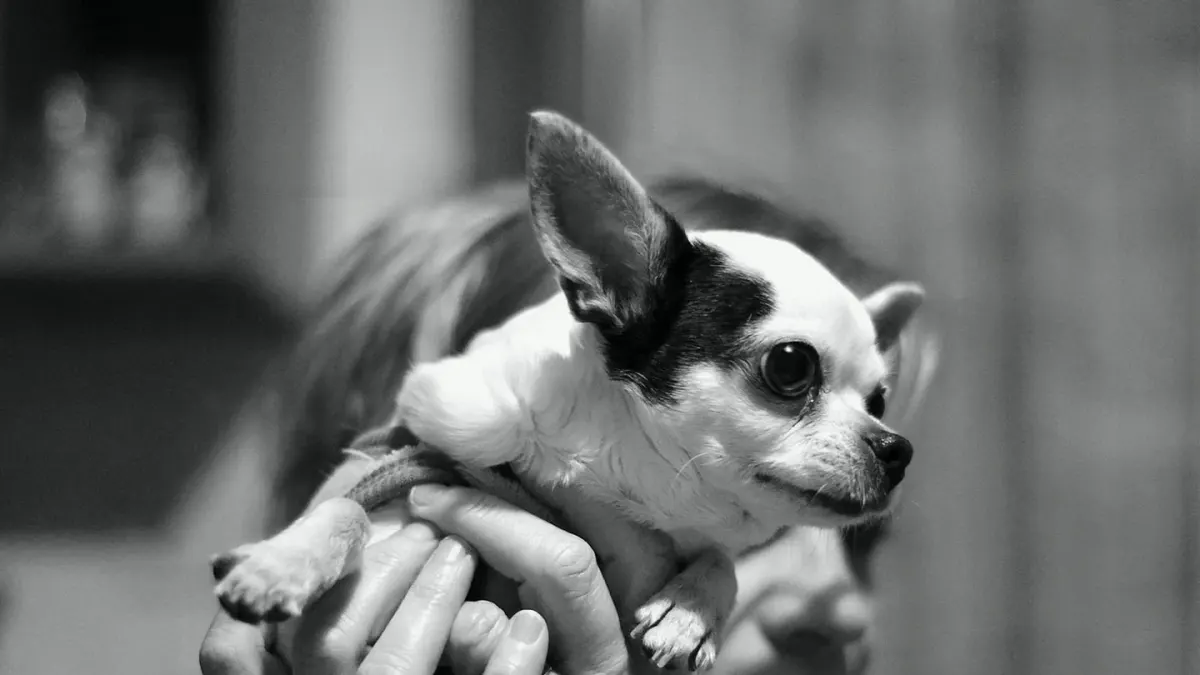 Dog with an owner at home