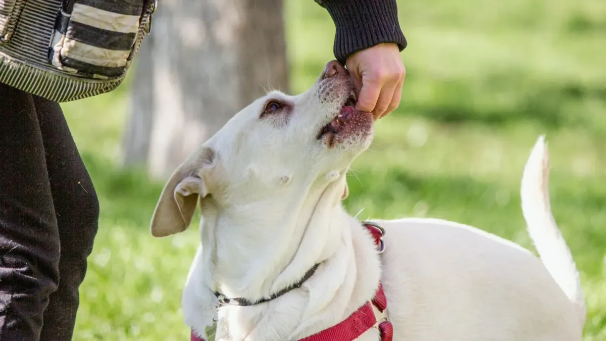 Older dog with an owner in a park