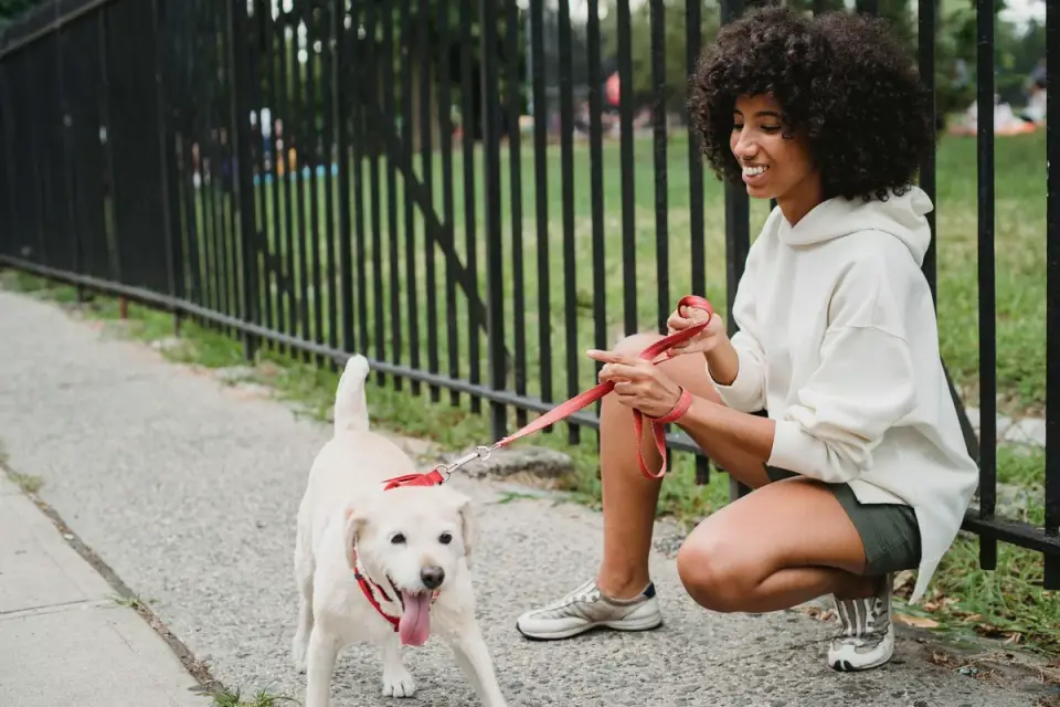 Older dog with an owner in a park