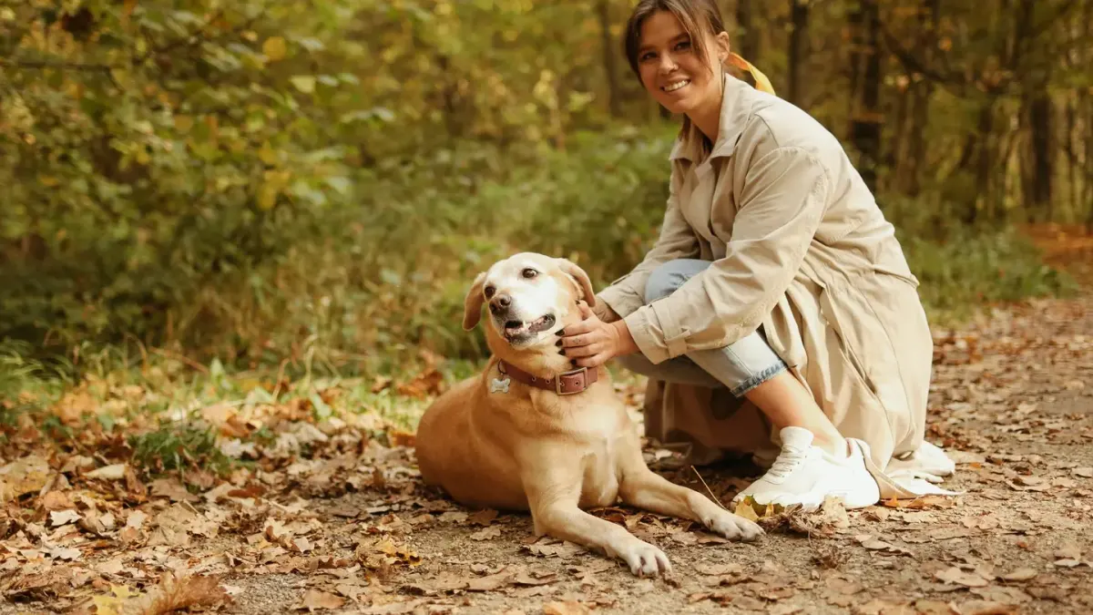 Older dog with an owner in a park
