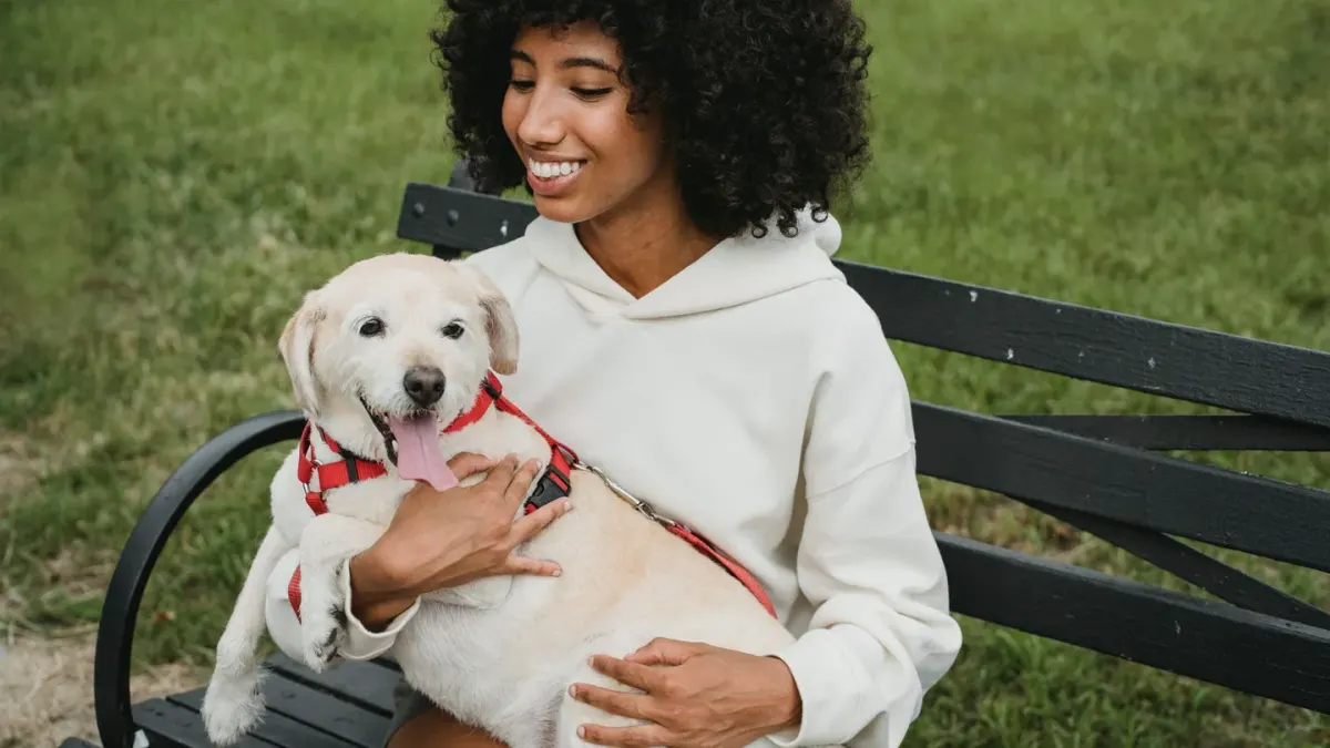 Older dog with an owner in a park