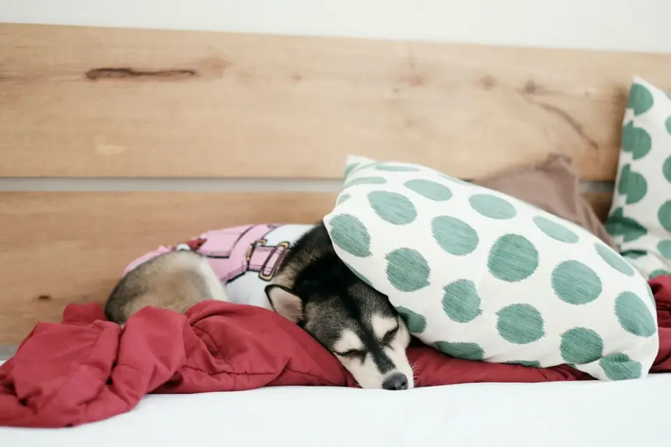 Senior dog resting at home