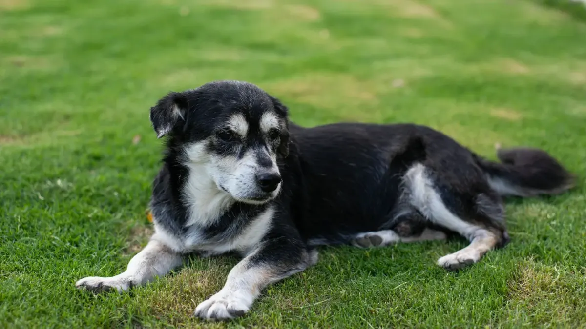 Senior dog resting at home