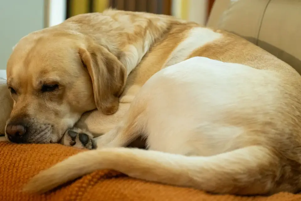 Senior dog resting at home