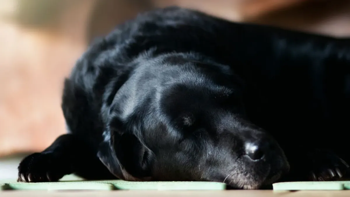 Senior dog resting at home