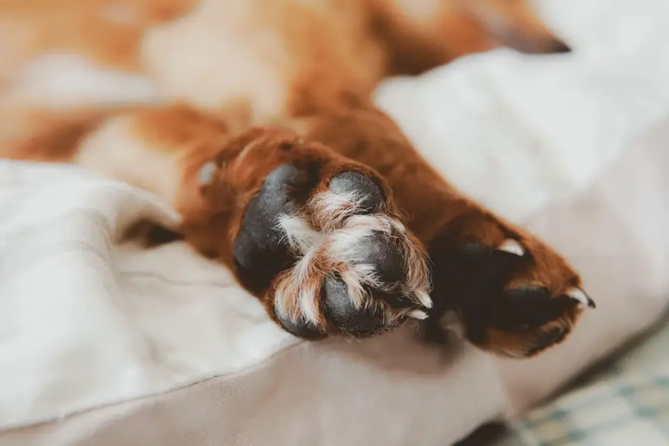 Senior dog resting at home
