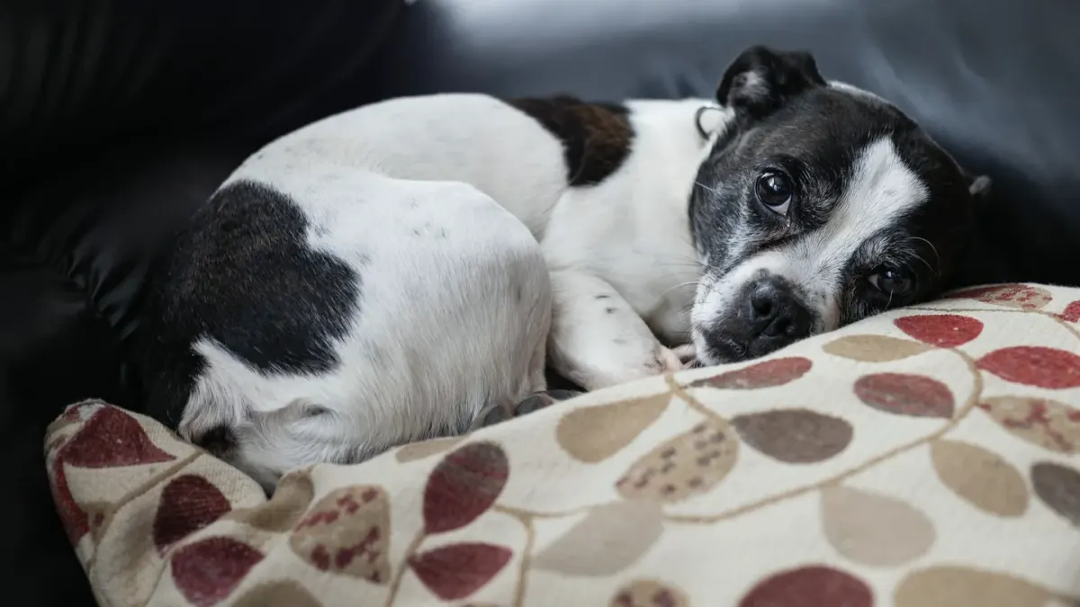 Senior dog resting at home