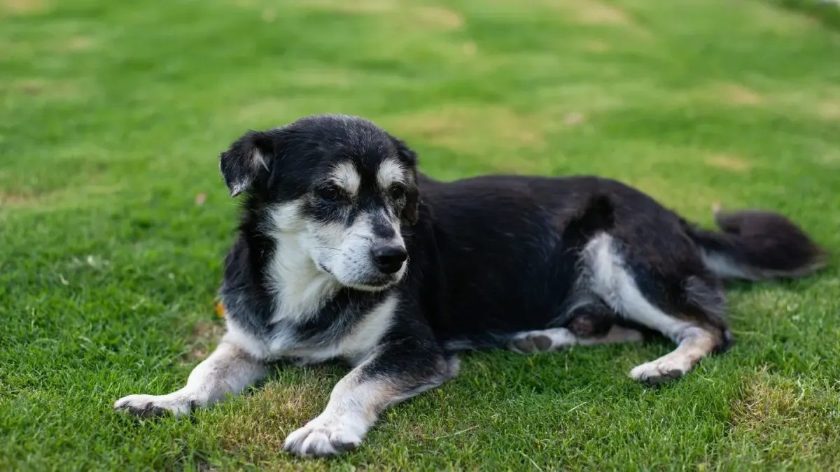 Senior dog resting at home