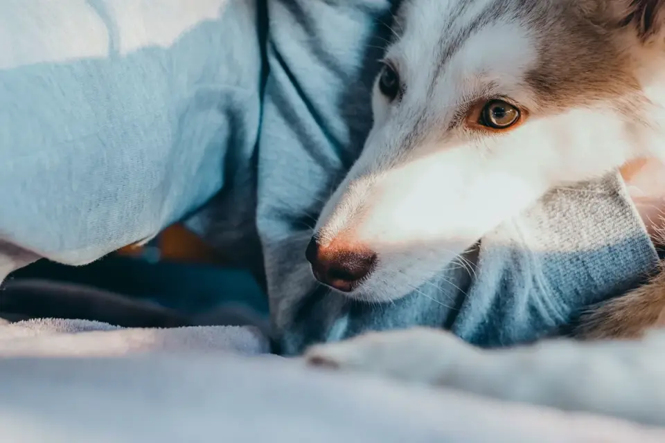 Senior dog resting at home
