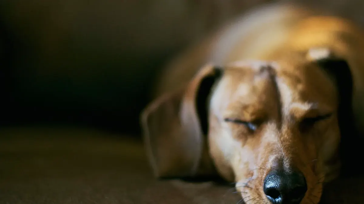 Senior dog resting at home