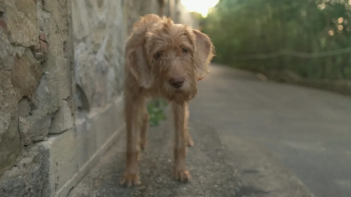 Senior dog walking slowly
