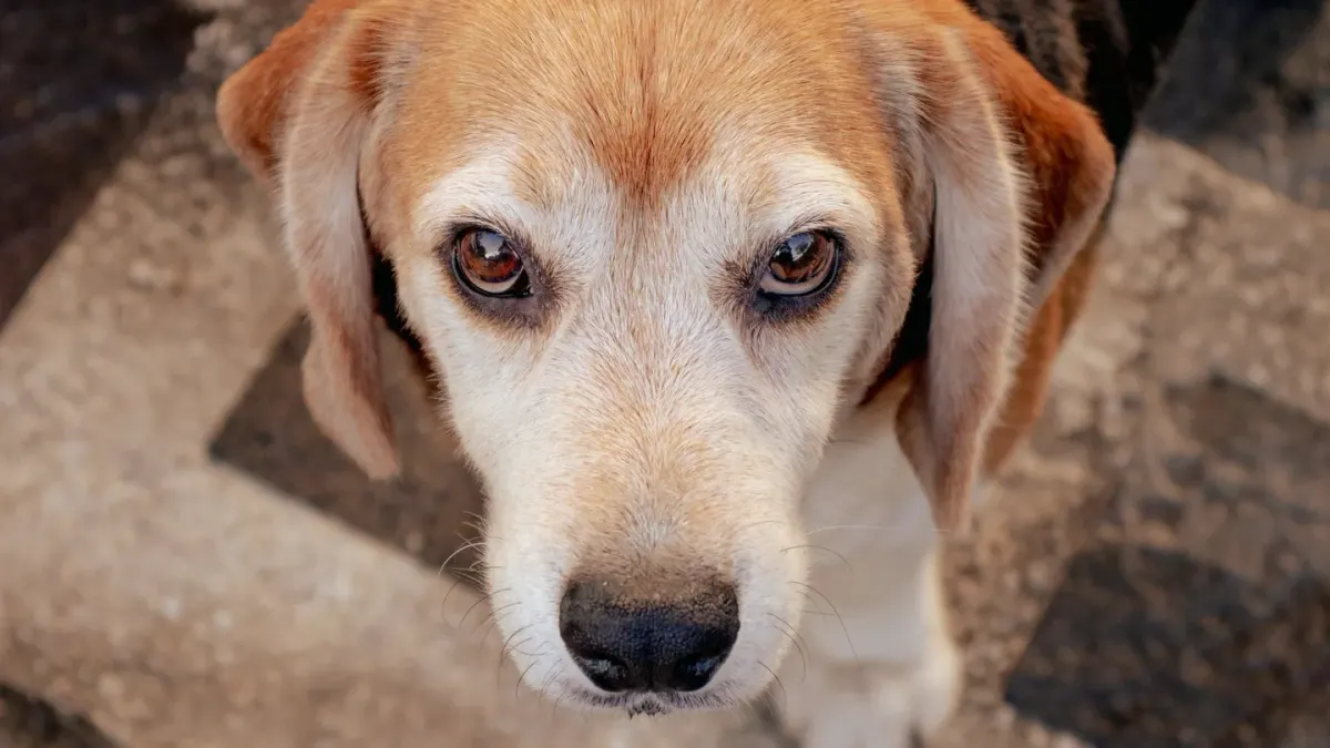 Senior dog walking slowly