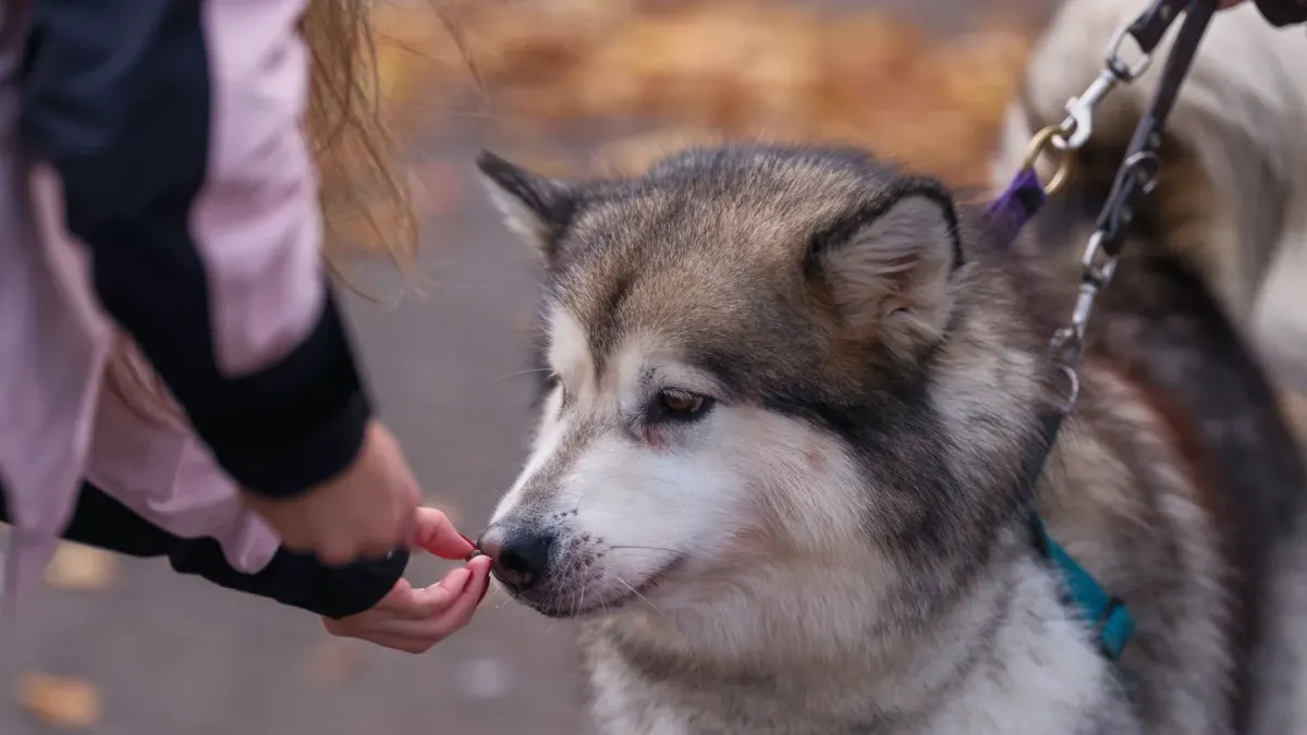 Senior dog walking with an owner
