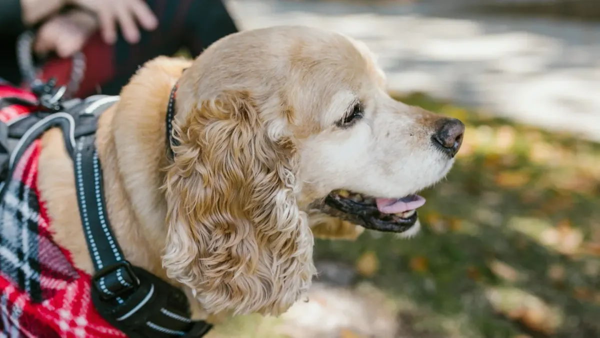 Senior dog walking with an owner