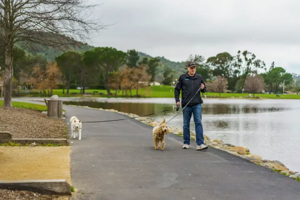 Senior dog walking with an owner