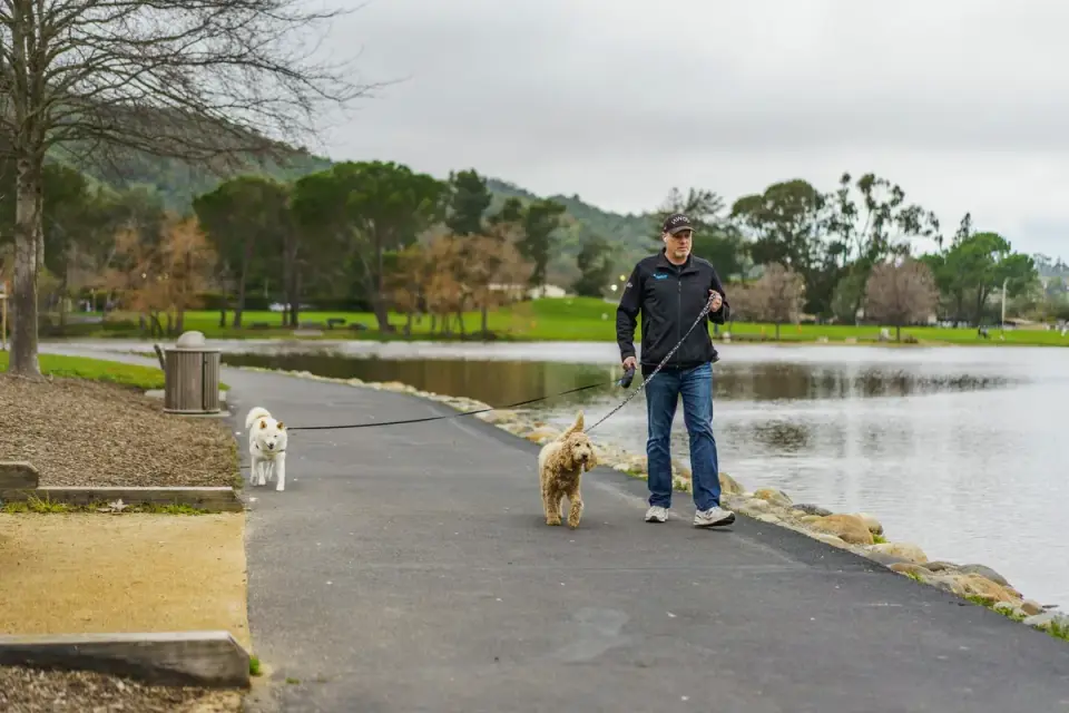 Senior dog walking with an owner