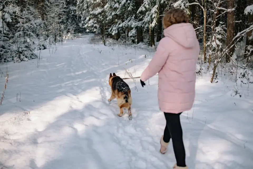 Senior dog walking with an owner