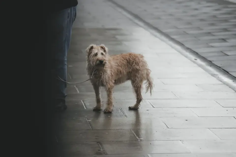 Senior dog walking with an owner