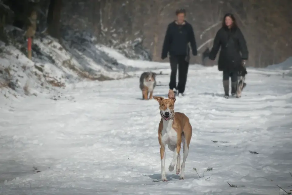 Senior dog walking with an owner
